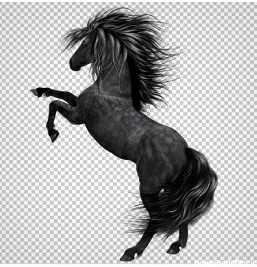 تصویر دوربری شده اسب سیاه با فرمت png (بدون زمینه)(Black Horse PNG Picture )