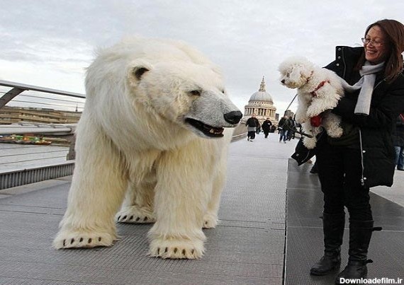 قدم زدن خرس قطبی در خیابان های لندن/عکس | روزنو