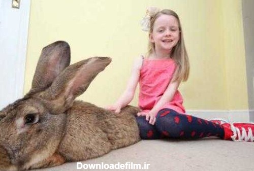 بزرگترین خرگوش دنیا را ببینید + عکس