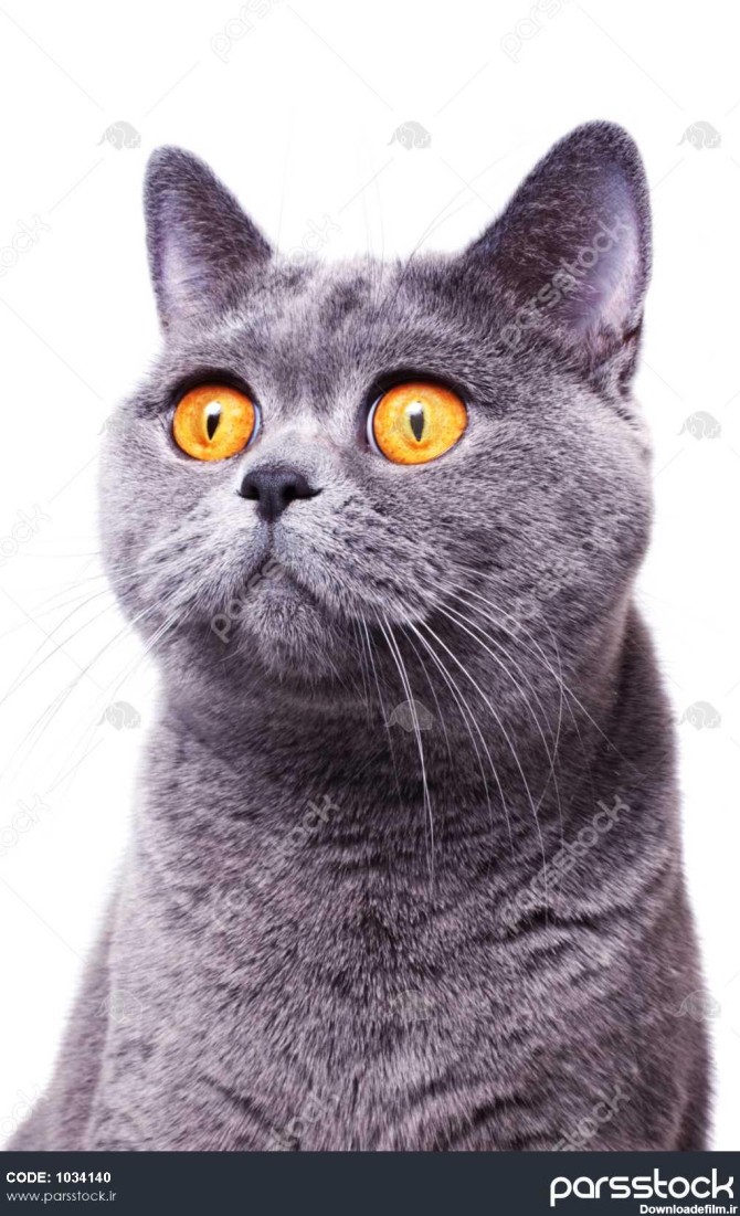 گربه بریتانیایی مو کوتاه خاکستری با چشمان زرد روشن جدا شده در پس ...
