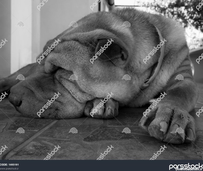 عکس سیاه و سفید از نژاد بزرگ سگ شار پی که در خیابان خوابیده است ...