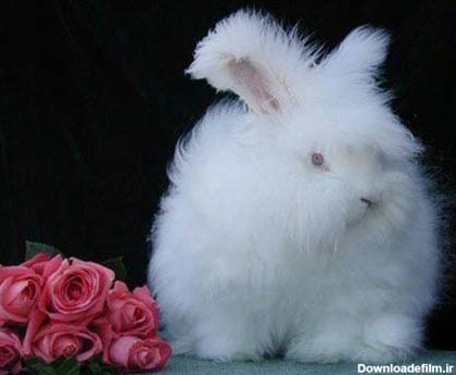 عجیب ترین خرگوش دنیا +تصاویر