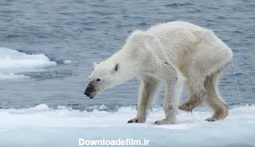 این خرس قطبی لاغر و مردنی به علت ذوب شدن یخ‌های قطبی، غذا برای ...