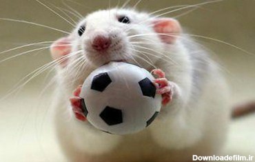 یک موش، عامل اختلال در بازی تیم‌های لیگ برتری!