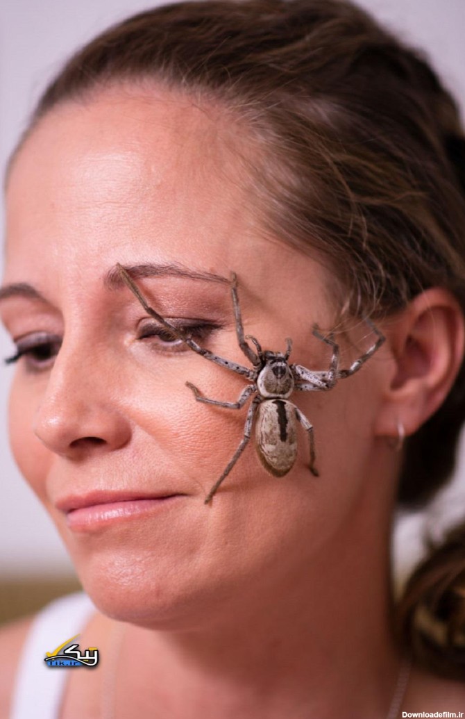 تصاویر : زندگی زن آمریکایی با عنکبوت‌های ترسناک!