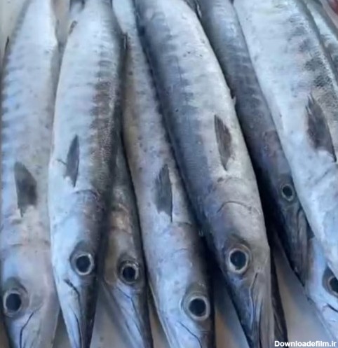 خرید و قیمت ماهی شیر نیزه یا دوولمی از غرفه ماهی مارکت جنوب | باسلام