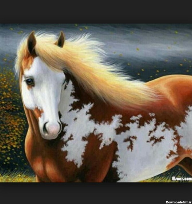 یک اسب خیلی زیبا - عکس ویسگون