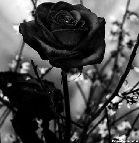 عکس پروفایل گل سیاه و سفید
