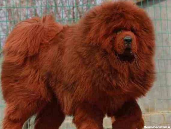 فروش پادشاه سگ ها تبتی ماستیف | حیوانات خانگی | شهر24 | 370085 ...