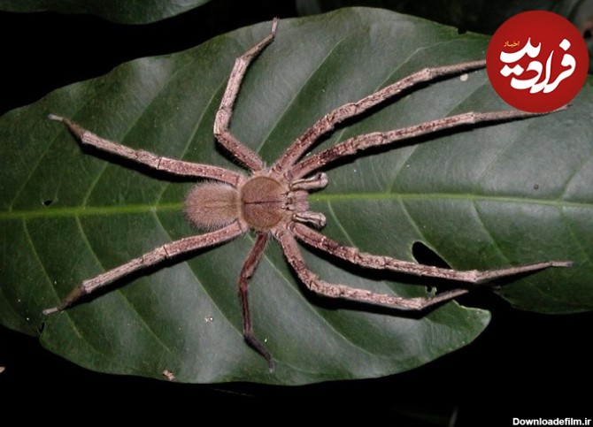 فرارو | (تصاویر) بزرگترین عنکبوت‌های دنیا؛ از پاقرمز ...