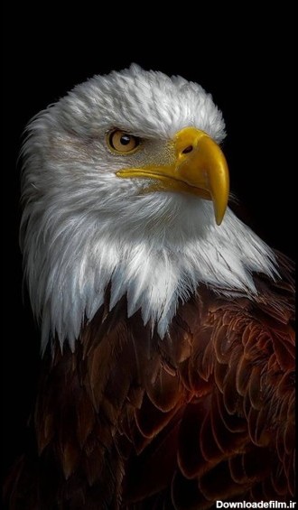 آخرین خبر | [کپشن]☟نماد عقاب کوردی نماد کوردستان ریشه‌ در تاریخ ...