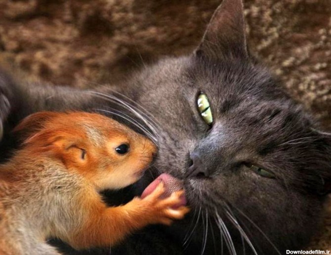 دوستی باورنکردنی موش و گربه+ عکس | طرفداری