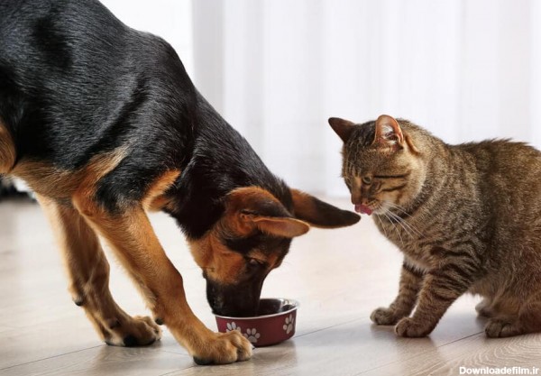 آیا سگ‌ها می‌تواند از غذای گربه‌ها بخورند؟
