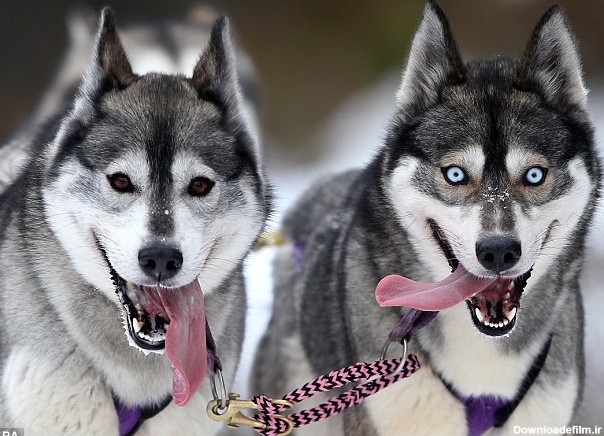 چرا سگ‌های هاسکی سیبری چشم آبی هستند؟ - خبرآنلاین
