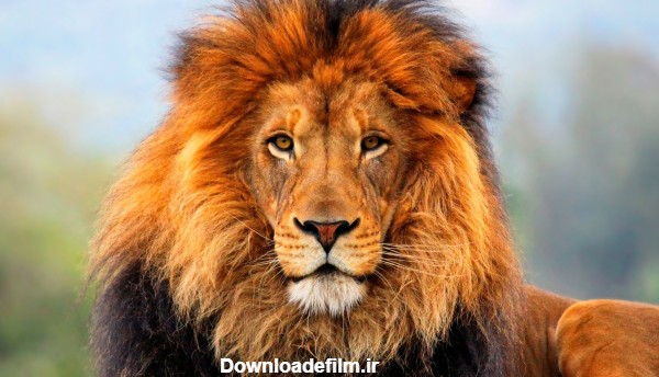 عکس زیبا از شیر نر بزگ lion hd wallpaper