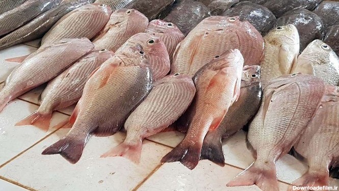 قیمت ماهی امروز + جدول | اقتصاد24