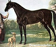 اسب ترکمن - ویکی‌پدیا، دانشنامهٔ آزاد
