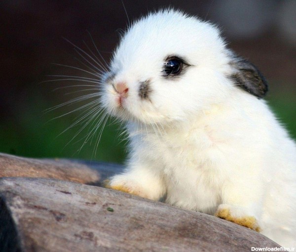 عکس خرگوش کوچولوی بامزه