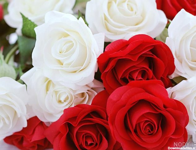 عکس گل رز آبی و قرمز و سفید