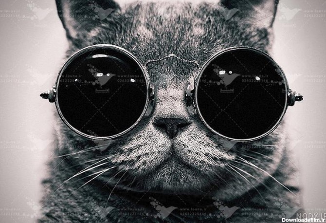 عکس گربه عینکی - عکس نودی