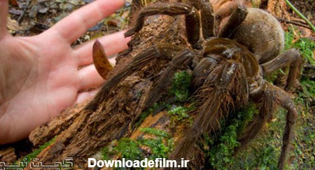 کشف بزرگترین عنکبوت جهان (+عکس)