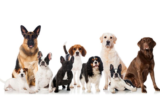بهترین نژاد های سگ خانگی چیست؟/کدام نژاد سگ مناسب آپارتمان است؟