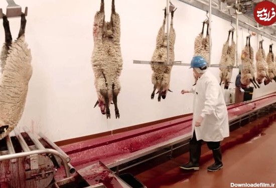 (ویدئو) ببینید کارخانه ها چگونه هزاران گوسفند را برش و بسته بندی می کنند