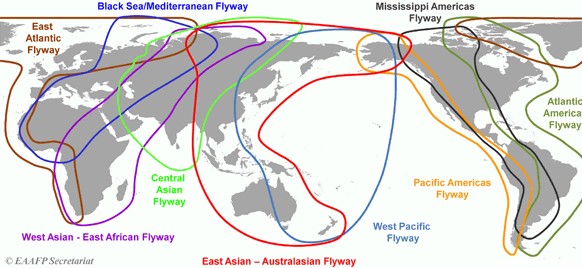 مسیر پرواز پرندگان مهاجر به سمت قطب شمال