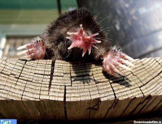 پرشین پت > > یک نوع موش کور جالب و بامزه
