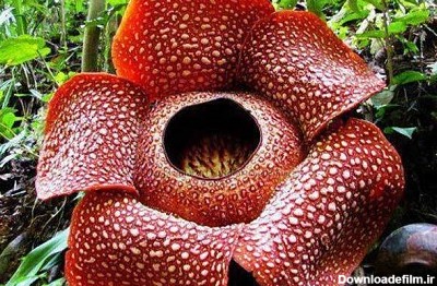عکس ترسناک ترین گل جهان