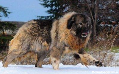 بزرگ ترین سگ دنیا از چه نژادی است؟