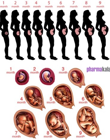 عکس جنین هفت ماه دختر