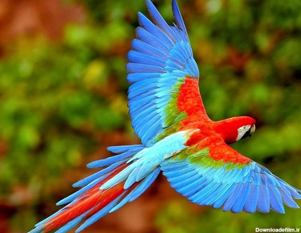 زیباترین طوطی های جهان به رنگارنگی طبیعت! + عکس | لست سکند