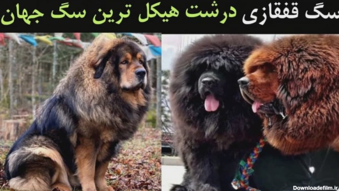 سگ قفقازی درشت هیکل ترین سگ جهان