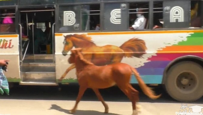 فیلم) کره اسبی که عکس روی اتوبوس را با مادرش اشتباه گرفت!