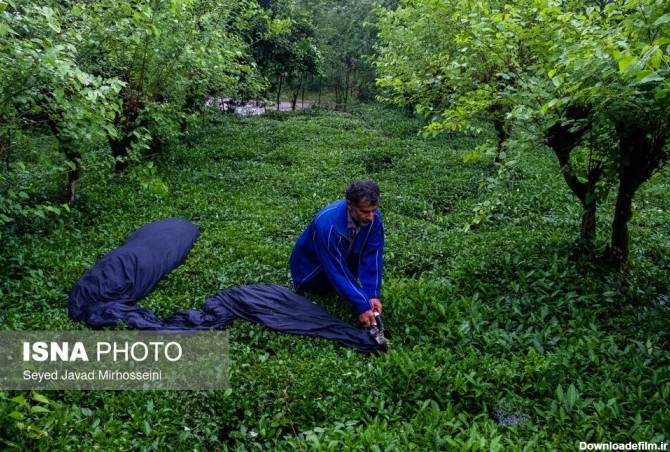 همشهری آنلاین - تصاویر | باغات زیبای چای گیلان و لحظه برداشت