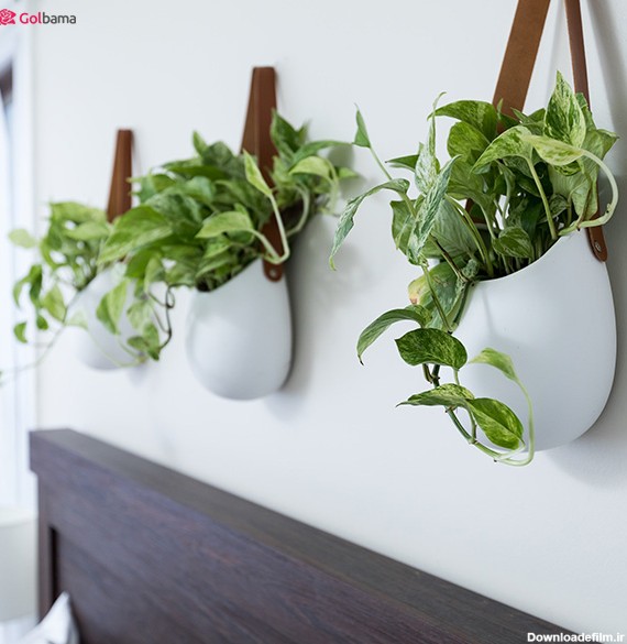 گیاه پتوس - گیاه آپارتمانی سریع الرشد