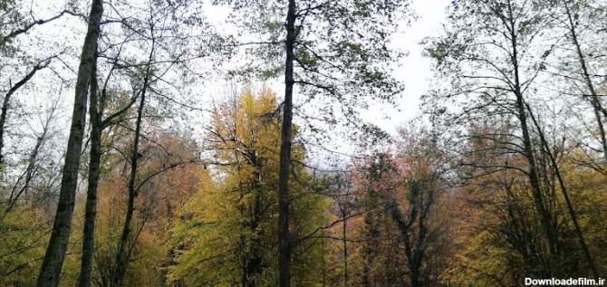 درختان پاییزی در جنگل انجیلی