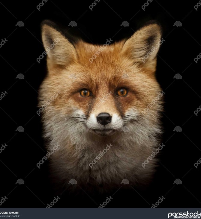 صورت روباه قرمز جدا شده بر روی زمینه سیاه و سفید 1394268