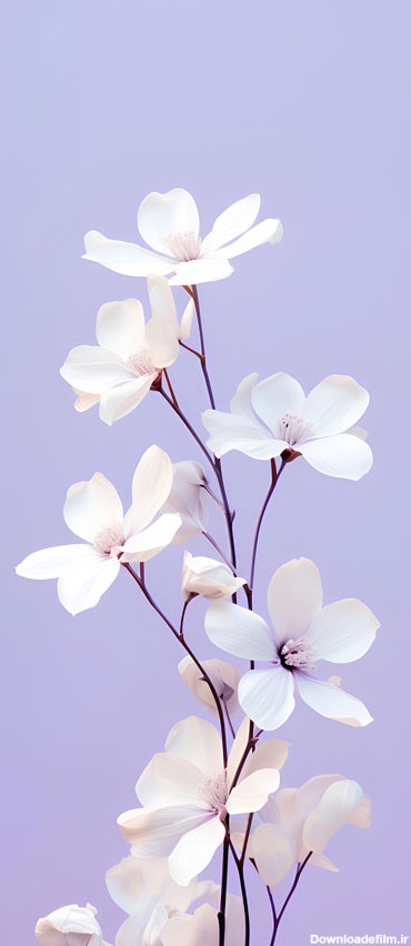 خرید تابلو طبیعت عکس گل سفید رویایی