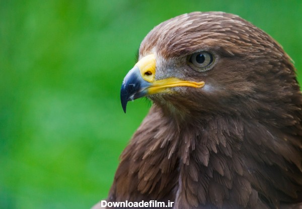 معرفی دو گونه عقاب خالدار به نام عقاب خالدار بزرگ و کوچک + تصاویر