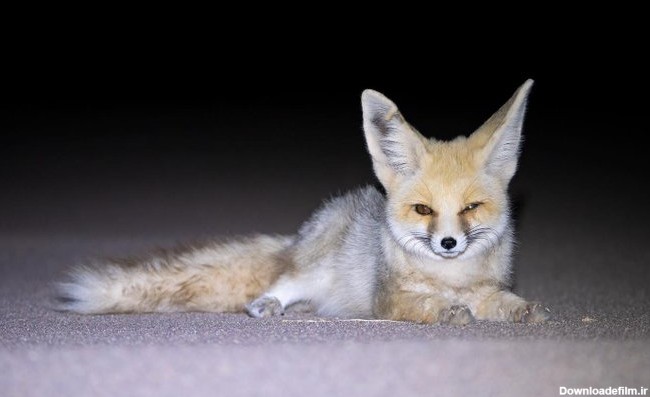 عکس تصویر دیدنی از روباه شنی ایران در شب - جهان نيوز