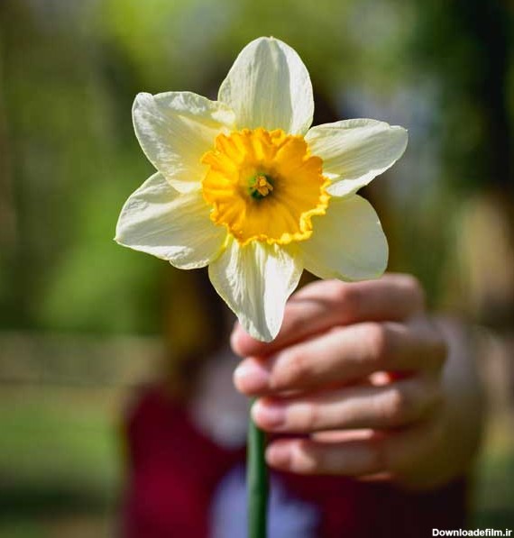 عکس گل نرگس برای استوری