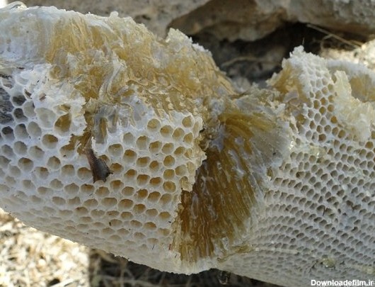 کندوهای عسل طبیعی در باشت + تصاویر | پایگاه تحلیلی خبری آفتاب جنوب