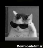 پروفایل گربه کتابخون عینکی طوسی | تاوعکس