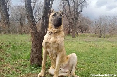 بزرگترین سگ سرابی
