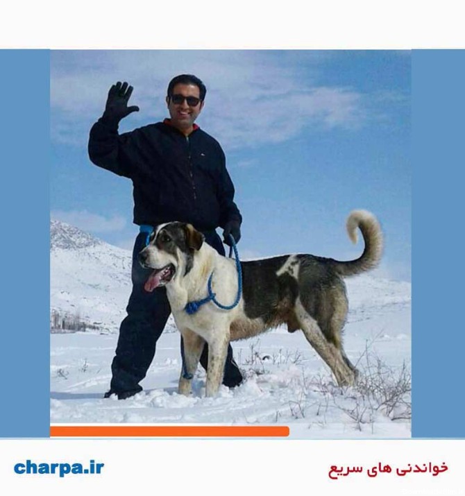 پژدر کردستان سگ اصیل ایرانی