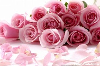 دسته گل رز صورتی زیبا beautiful roses