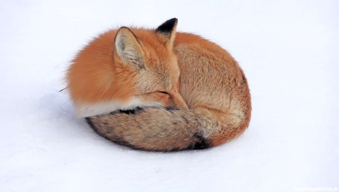 روباه سرخ در برف