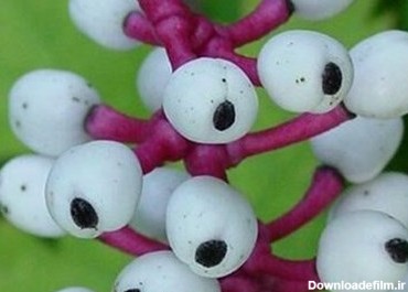 عکس / یکی از عجیب ترین گیاهان جهان ، چشم عروسک !